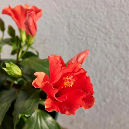 Retiro Da Graca: Stylish Sunny Apt With A Balcony Lissabon